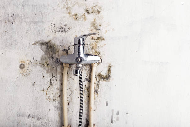 Best White Mold Remediation in Des Peres, MO