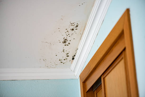 Best Preventive Mold Services in Des Peres, MO