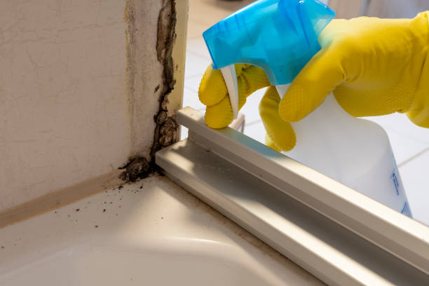 Professional Mold Remediation in Des Peres, MO