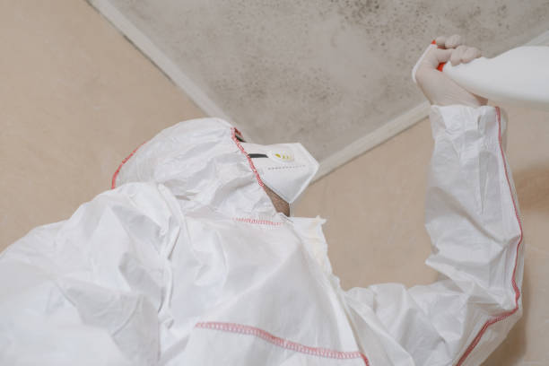 Best Bathroom Mold Remediation in Des Peres, MO