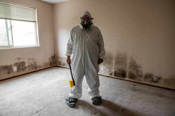 Best Mold Testing and Inspection Services in Des Peres, MO